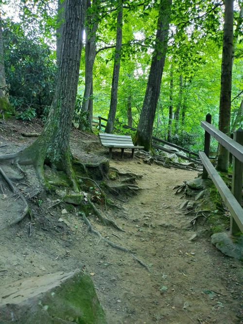 A wooded path with exposed tree roots, leading to a bench surrounded by lush green foliage.
