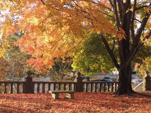 A serene park scene with vibrant autumn leaves, a stone bench, and a railing surrounded by colorful foliage.
