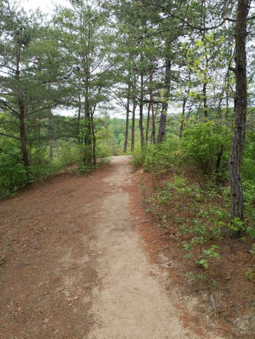 A sandy path winding through a forest of tall trees and greenery.