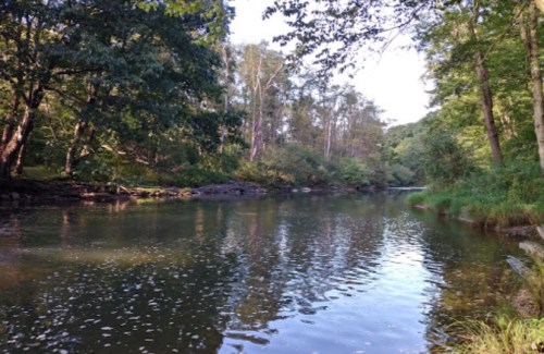 A serene river surrounded by lush green trees and gentle sunlight filtering through the leaves.