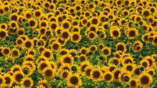 A vibrant field filled with bright yellow sunflowers, all facing the sun against a green backdrop.