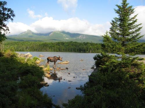 A moose stands by a serene lake surrounded by mountains and lush greenery under a blue sky with clouds.