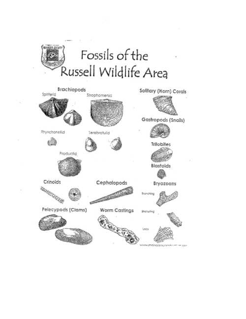Illustration of fossils found in the Russell Wildlife Area, including brachiopods, corals, snails, and more.