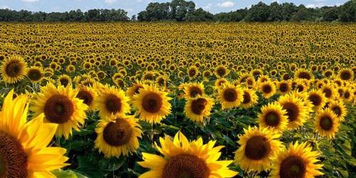 A vibrant field of sunflowers stretches towards the horizon under a blue sky with fluffy clouds.