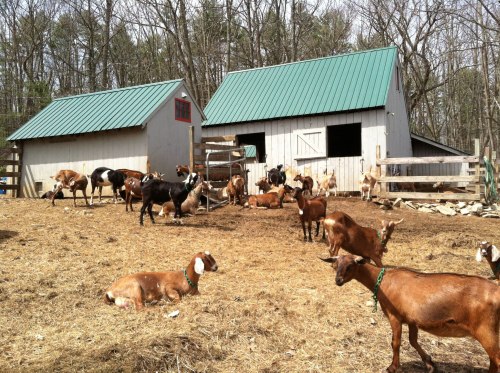A herd of goats grazing near two wooden barns with green roofs in a rural setting.