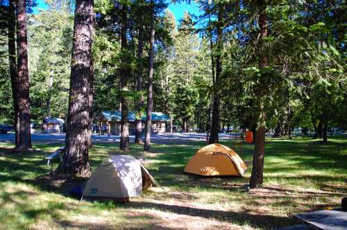 Two tents set up in a grassy area surrounded by tall trees, with a building visible in the background.