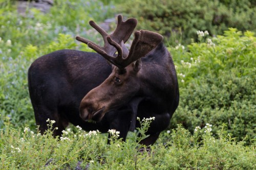 A moose with antlers stands among green foliage and wildflowers in a natural setting.
