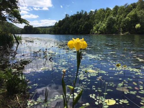 A vibrant yellow flower stands in the foreground by a serene lake surrounded by lush green trees and lily pads.
