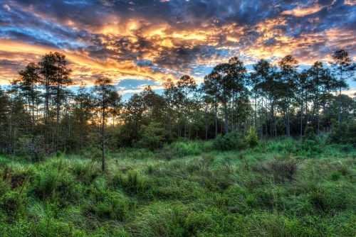 A vibrant sunset over a lush green field, framed by tall trees and dramatic clouds in the sky.