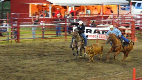 Two cowboys on horseback chase a calf in a rodeo arena, with spectators watching from a nearby barn.