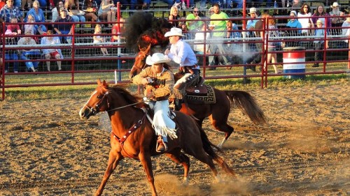 Two cowboys on horseback compete in a rodeo, with a crowd watching in the background. Dust rises from the ground.