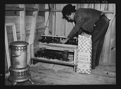 A person tending to chicks in a wooden structure, with a heater and a bag of chick starter nearby.