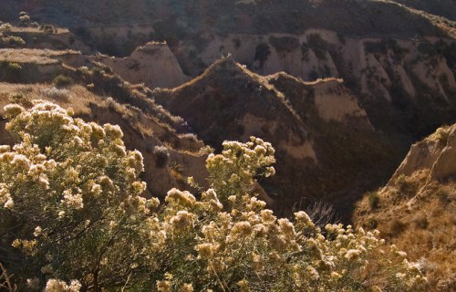A landscape featuring rugged hills and flowering plants in the foreground, illuminated by warm sunlight.