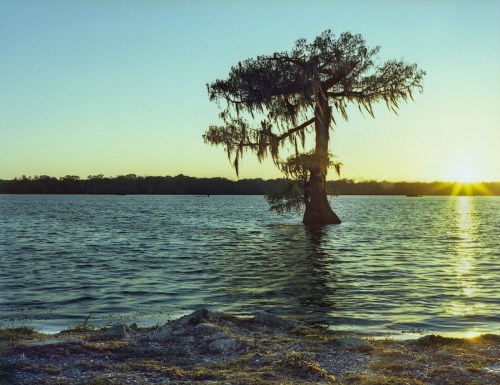 A solitary tree stands in calm water at sunset, with soft light reflecting on the surface and a serene landscape in the background.
