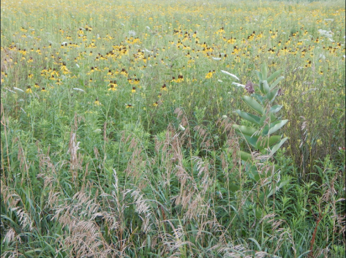 A vibrant field filled with yellow flowers and tall grasses, creating a lush, natural landscape.