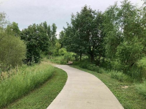 A winding path through lush greenery, leading to a wooden bench surrounded by trees and tall grass.
