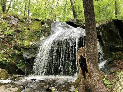 A small waterfall cascades over rocks, surrounded by lush green trees and foliage in a serene forest setting.