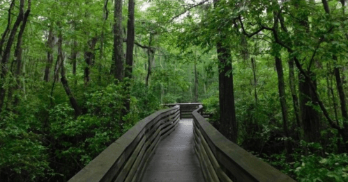 A wooden boardwalk winding through a lush, green forest with dense trees and foliage.