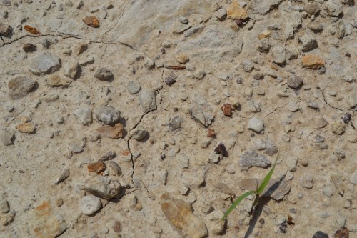 Close-up of a cracked, rocky surface with small stones and a few blades of grass peeking through.