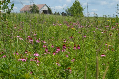 A field of vibrant pink flowers with a rustic house in the background under a blue sky with scattered clouds.
