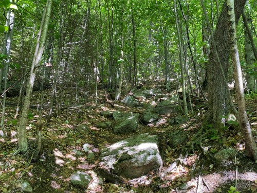 A rocky path winds through a dense forest with green foliage and sunlight filtering through the trees.