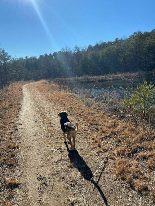 A dog walks along a sunny trail beside a pond, surrounded by trees and grass.