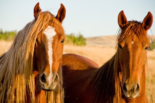 Two brown horses with long manes stand side by side in a grassy field under a clear blue sky.