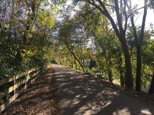 A peaceful tree-lined path with sunlight filtering through the leaves, surrounded by greenery and fallen leaves.
