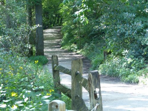 A serene dirt path winding through a lush green forest, bordered by a wooden fence and vibrant foliage.