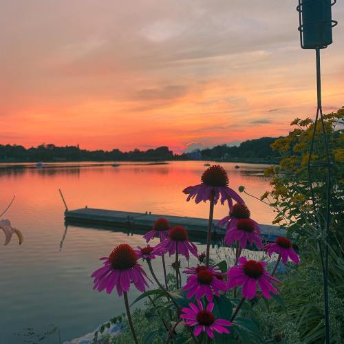 A serene lake at sunset, with vibrant pink flowers in the foreground and colorful clouds reflecting on the water.