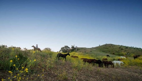 A herd of horses grazes on a hillside with a clear blue sky in the background.
