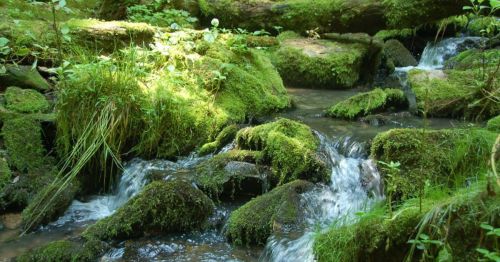 A serene forest scene featuring a small stream flowing over moss-covered rocks surrounded by lush greenery.