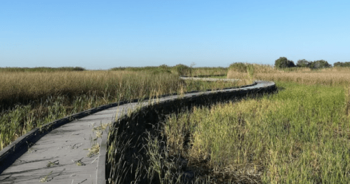 A winding wooden boardwalk through tall grass and reeds under a clear blue sky.