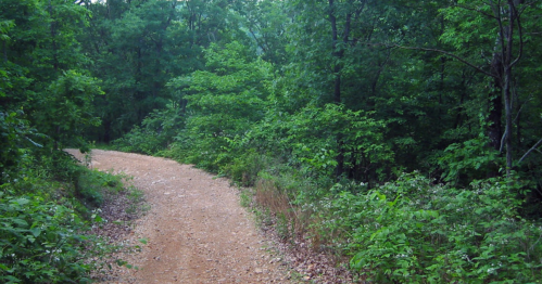 A winding dirt path surrounded by lush green trees and foliage in a serene forest setting.