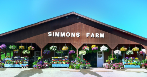 A rustic farm stand with colorful flower displays and a sign reading "Simmons Farm" under a clear blue sky.
