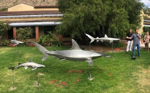 Metal shark sculptures displayed in a grassy area, with two people standing nearby and a building in the background.