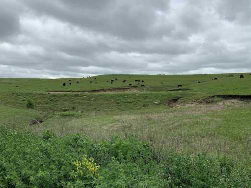 A green landscape with rolling hills, scattered cows, and a cloudy sky in the background.