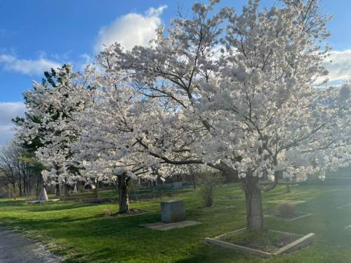 A blooming cherry blossom tree in a serene park, surrounded by green grass and a clear blue sky.