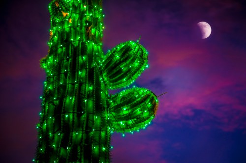 A brightly lit green cactus adorned with lights against a twilight sky featuring a crescent moon.