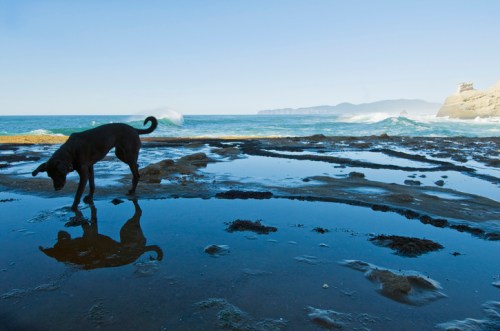 A dog walks along a rocky beach, reflecting in shallow water with waves and distant hills in the background.