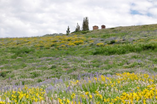 A vibrant hillside covered in wildflowers, with two small structures and trees in the background under a cloudy sky.