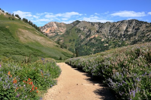 A scenic mountain path surrounded by vibrant wildflowers and lush greenery under a clear blue sky.