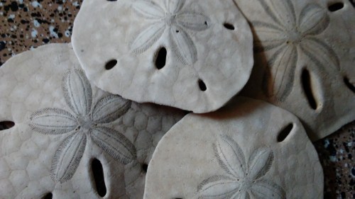 Close-up of several sand dollars with intricate patterns and holes, arranged on a textured surface.