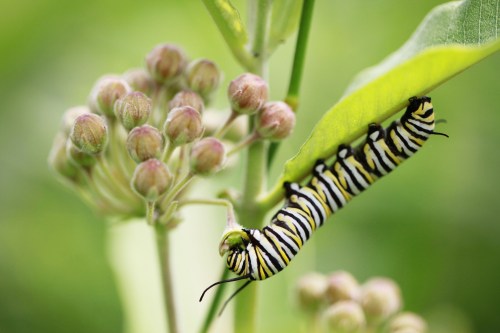 A striped caterpillar clings to a green leaf, surrounded by budding flowers in a lush, green environment.