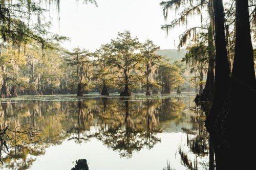 A serene swamp scene with cypress trees reflected in calm water, surrounded by lush greenery and hanging moss.