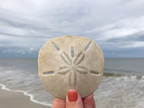 A hand holds a sand dollar against a cloudy beach backdrop, with gentle waves lapping at the shore.