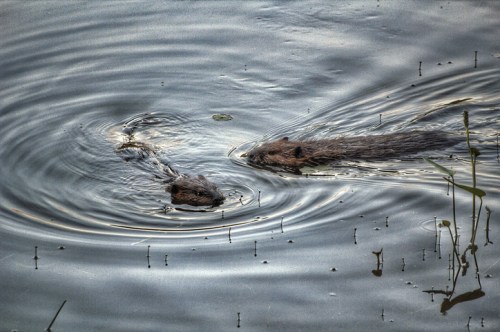 Two beavers swim in a calm pond, creating ripples in the water around them.