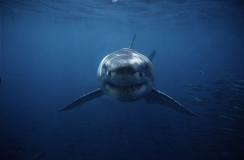 A great white shark swimming underwater, facing the camera with a clear blue background.