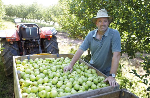 A farmer stands beside a large crate of green apples, with a tractor and apple trees in the background.