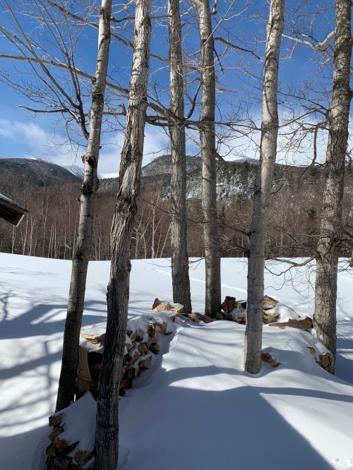 A snowy landscape with bare trees and mountains in the background under a clear blue sky.